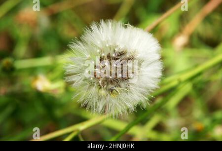 Piccoli angeli o dandelioni in un giardino a Barcellona, Catalunya, Spagna, Europa Foto Stock