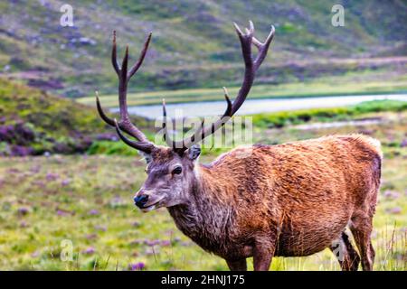 Wild Royal Stag, cervo rosso con 12 punti per le sue formiche, sei per corna, Bealach na Ba, penisola di Applecross, North Coast 500, Scozia Foto Stock