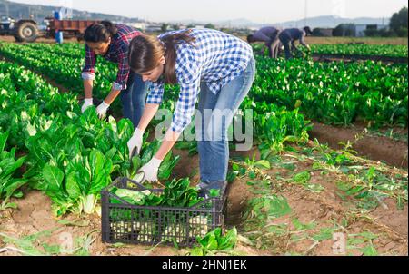 Gruppo multinazionale di lavoratori agricoli che raccolgono la zattera Foto Stock