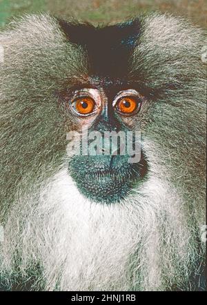 Un Macaque (Macaca silenus) dalla coda del leone giuvenile, proveniente dai Ghati occidentali, India meridionale. Specie in pericolo. Foto Stock