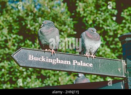 Piccioni nel St James's Park arroccato su un cartello per Buckingham Palace. Foto Stock