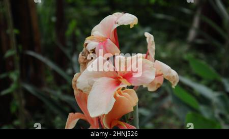 Primo piano di fiori di giglio di canna appassiti nel giardino Foto Stock