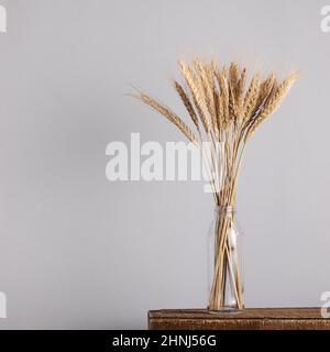 Spikelets di grano in un vaso di vetro su sfondo grigio. Foto Stock