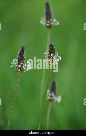 Plantain (plantago lanceolata) che cresce su un verge di erba nel mese di giugno, Regno Unito. È un'erbaccia comune su terra coltivata o disturbata Foto Stock
