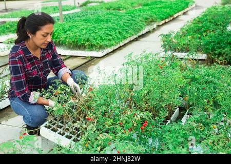 Latina giardiniere preparazione di piantine di pomodori per piantare Foto Stock