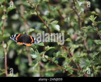 Una farfalla rossa dell'Ammiraglio ((Vanessa atalanta), che riposa con le ali aperte su un hedgerow in estate, Regno Unito Foto Stock