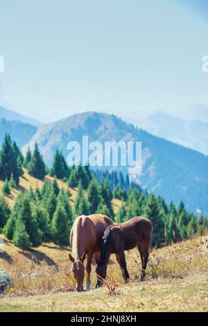 Un cavallo bruno con la sua piume fallo in un prato in montagna. Spazio di copia verticale. Foto Stock