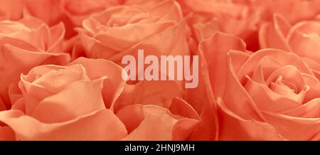 Tenero e bello corallo rose pioggia gocce primo piano bouquet regalo per la vacanza alla donna amata Foto Stock