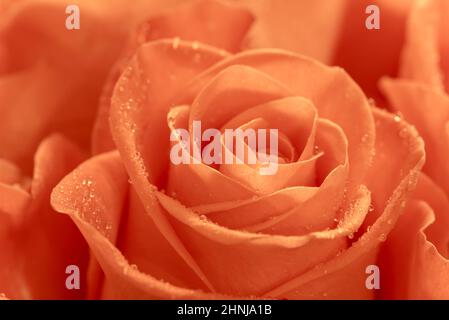 Tenero e bello corallo rose pioggia gocce primo piano bouquet regalo per la vacanza alla donna amata Foto Stock