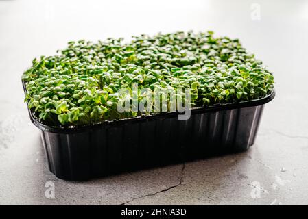 Rucola microgrene germogli in contenitore di plastica Foto Stock