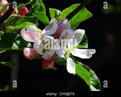 Primo piano della fioritura di un melo (pippin arancione Cox), con sfondo nero sfocato, con colori verde, bianco, viola chiaro e nero Foto Stock
