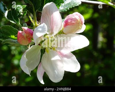Primo piano di un fiore dell'albero di mele (Pippin arancione Cox), con sfondo verde sfocato, con colori verde, rosa, bianco e rosa chiaro Foto Stock