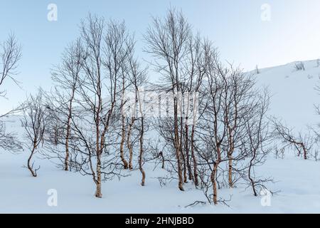 Area escursionistica. Midtre Kaldslett. Tromsø/Norvegia Foto Stock