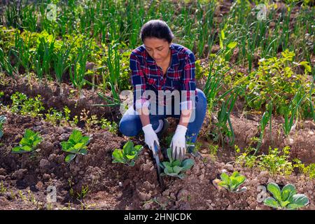 Giovane donna giardiniere durante piantare cavolo Foto Stock