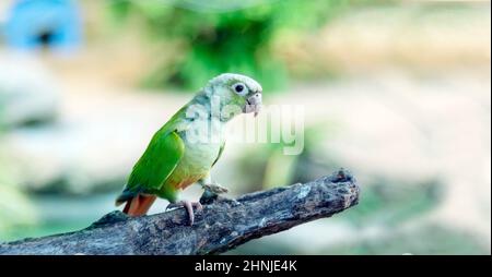 Pappagalli verdi e multicolori seduti sul ramo in corteggiamento cerimonia d'amore nella foresta. Due uccelli sul ramo in vegetazione verde. Foto Stock