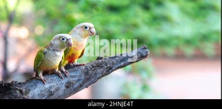 Pappagalli verdi e multicolori seduti sul ramo in corteggiamento cerimonia d'amore nella foresta. Due uccelli sul ramo in vegetazione verde. Foto Stock