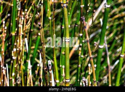 Giovani germogli di bambù in un parco Foto Stock