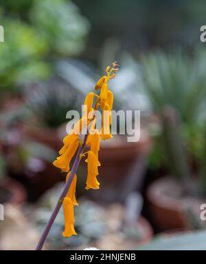 Lachenalia Aloides (vacchetta di capo) in fiore. Foto Stock