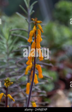 Lachenalia Aloides (vacchetta di capo) in fiore. Foto Stock