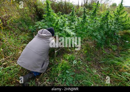 Uomo coltivatore coltivando cespuglio di cannabis che cresce nel campo, germogli fioritura. Foto Stock