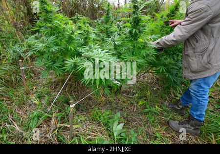 Uomo coltivatore coltivando cespuglio di cannabis che cresce nel campo, germogli fioritura. Foto Stock