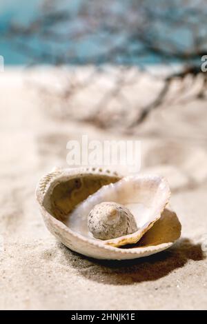 Stack di conchiglie sulla spiaggia di sabbia estiva con onde e ramo di corallo sullo sfondo. Layout creativo. Concetto di vacanza. Foto Stock