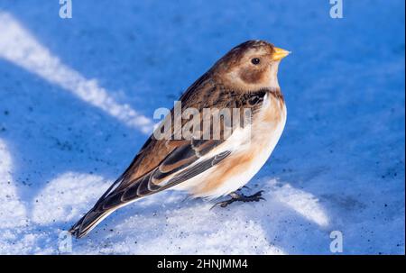 Manto di neve (Plettrophenax nivalis) nella neve, Islanda Foto Stock