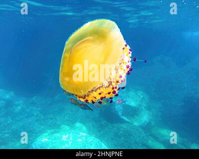 Il Mediterraneo medusa di acquario galleggianti in acqua. Cotylorhiza tuberculata specie che vivono in mare Mediterraneo, mar Egeo e Adriatico Foto Stock