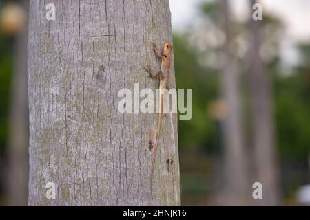 Vista ravvicinata di una piccola lucertola con una lunga coda si siede sul tronco di un albero, natura selvaggia sullo sfondo Foto Stock