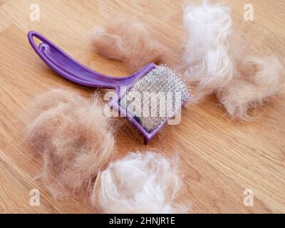 Un pettine con pelliccia di gatto che giace su un pavimento di legno su cui c'è più pelliccia di gatto. Primo piano. Foto Stock