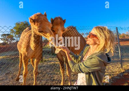 Ragazza che alimenta il dromedario australiano, specie di Camelus dromedarius. Endemico per l'Australia. Il turista biondo caucasico gode dell'incontro con i cammelli nel Nord Foto Stock