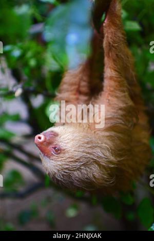 Rifugio in un santuario animale, Costa Rica Foto Stock