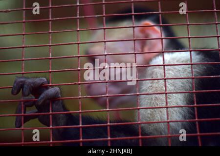 capuchin Panamaniano riciclato in cattività, noto anche come cappuccino Panamaniano a testa bianca o cappuccino centroamericano a faccia bianca, Costa Ri Foto Stock