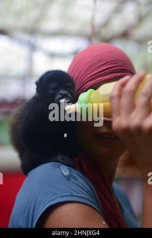 Felice custode che alimenta un orfano bambino urlatore scimmia in un santuario, Costa Rica Foto Stock