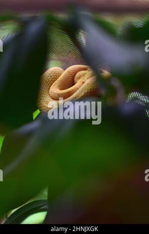 Serpenti nel santuario animale, Costa Rica Foto Stock