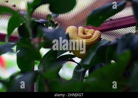Serpenti nel santuario animale, Costa Rica Foto Stock