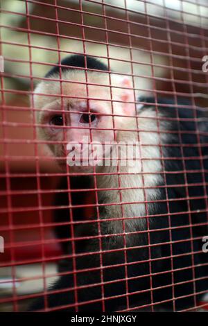 capuchin Panamaniano riciclato in cattività, noto anche come cappuccino Panamaniano a testa bianca o cappuccino centroamericano a faccia bianca, Costa Ri Foto Stock