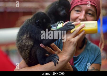 Felice custode che alimenta un orfano bambino urlatore scimmia in un santuario, Costa Rica Foto Stock