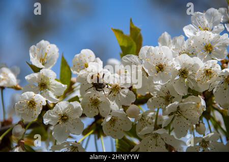Macro scatto di un'ape su fiori di ciliegio bianco Foto Stock