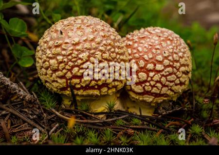 Due piccoli funghi crescono sul Green Forest Floor nel Rocky Mountain National Park Foto Stock