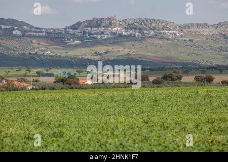 Benquerencia de la Serena, Estremadura, Spagna. Piantagione di piselli in prima linea Foto Stock