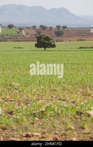 La Serena pascoli in primavera, Benquerencia, Extremadura, Spagna. La Serena è una tranquilla zona naturale a sud-est dell'Estremaduran, Spagna Foto Stock