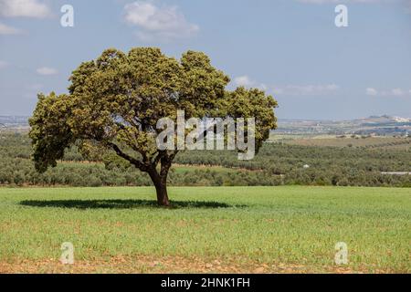 La Serena pascoli in primavera, Benquerencia, Extremadura, Spagna. La Serena è una tranquilla zona naturale a sud-est dell'Estremaduran, Spagna Foto Stock