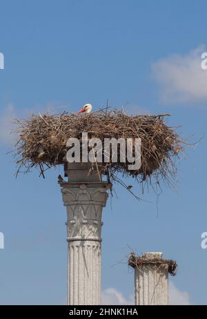 Distyle di Zalamea replica con nido di cicogna in cima. Roundabout monumento vicino a Quintana de la Serena, Extremadura, Badajoz, Spagna Foto Stock