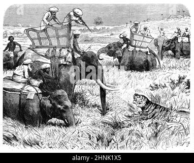 Caccia alla tigre o cacciatori che cacciano tigri da elefanti in British Colonial India. Illustrazione o incisione vintage 1883 Foto Stock