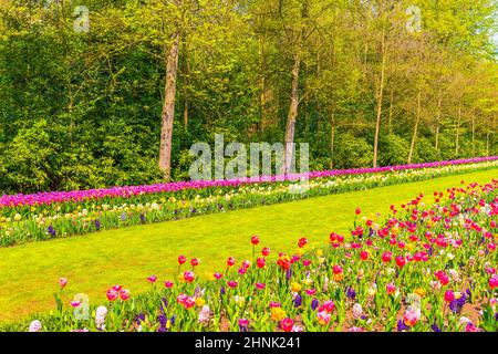 Tulipani rosa giallo rosso naffodils Keukenhof parco Lisse Olanda Olanda Paesi Bassi. Foto Stock