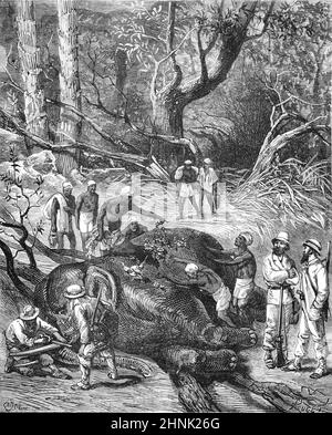 Cacciatori europei o cacciatori coloniali che tagliano le zanne degli elefanti dopo l'elefante africano della foresta di Kiliing, Loxodonta Cyclotis, sulla caccia agli elefanti nell'Africa centrale. Annata Illustrazione o incisione 1878 (Castelli) Foto Stock