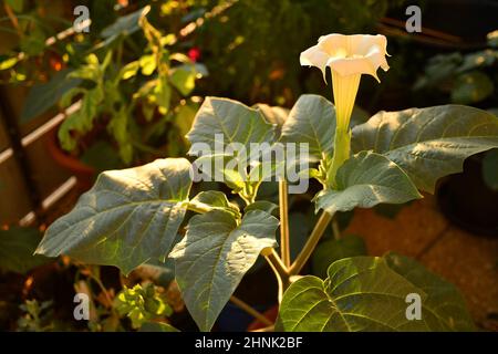 mela di thorn con fiore bianco al sole del mattino Foto Stock