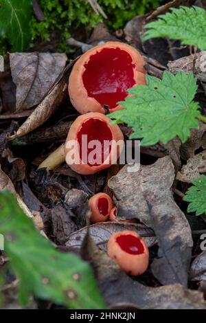 Primo piano della Scarlet Elf Cup Fungus, sul terreno di un bosco acente. Foto Stock