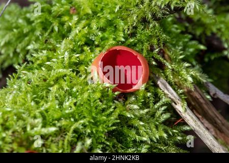 Primo piano della Scarlet Elf Cup Fungus, sul terreno di un bosco acente. Foto Stock